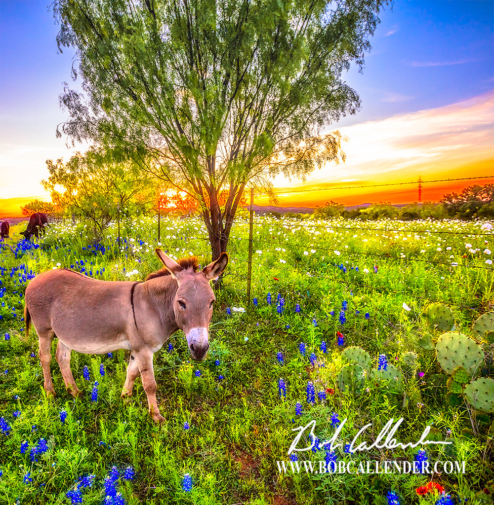 Bluebonnets and the Easter Donkey