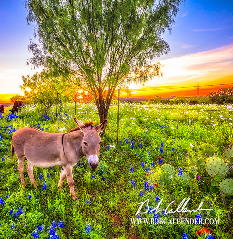 Bluebonnets and the Easter Donkey